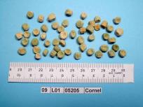 Click for 4 image(s) for this accession. Image